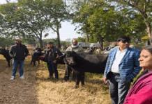 सरकार की नंदीशाला योजना से बहेगी दूध की नदिया, किसानों को कर देगी मालामाल