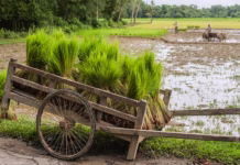 *2064 तक बदल जाएगा मानसून का चरित्र*