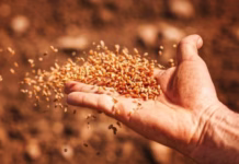 *सीड बिल 2025 में नियम बीज पर, पर नजर ‘नीयत’ पर होनी चाहिए*