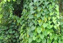 *गिलोय का रस डेंगू-मलेरिया, गठिया, डायबिटीज में रामबाण*