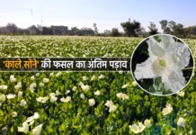 ‘अफीम’ की फसल का अंतिम पड़ाव, देश के 1.21 लाख किसानों की अग्निपरीक्षा शुरू
