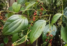 सुपारी के बाद काली मिर्च की पैदावार में गिरावट