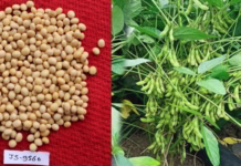 बुरहानपुर के किसान ने किया लाखों का कमाल!…60 दिन में चना और सोयाबीन की डबल फसल