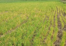 मार्च में 34 डिग्री पारा, पीली पड़ने लगी गेहूं की फसल