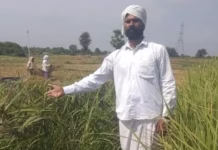 तेलंगाना का किसान उगा रहा ‘जादुई चावल’, जो सिर्फ पानी में भिगोने से हो जाता है तैयार